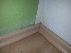 Weisser Flaum + gelber Fleck Ecke Zwischenwand an Aussenwand Nr. 2 Kind.jpg