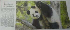 lüli-panda-1230379.jpg