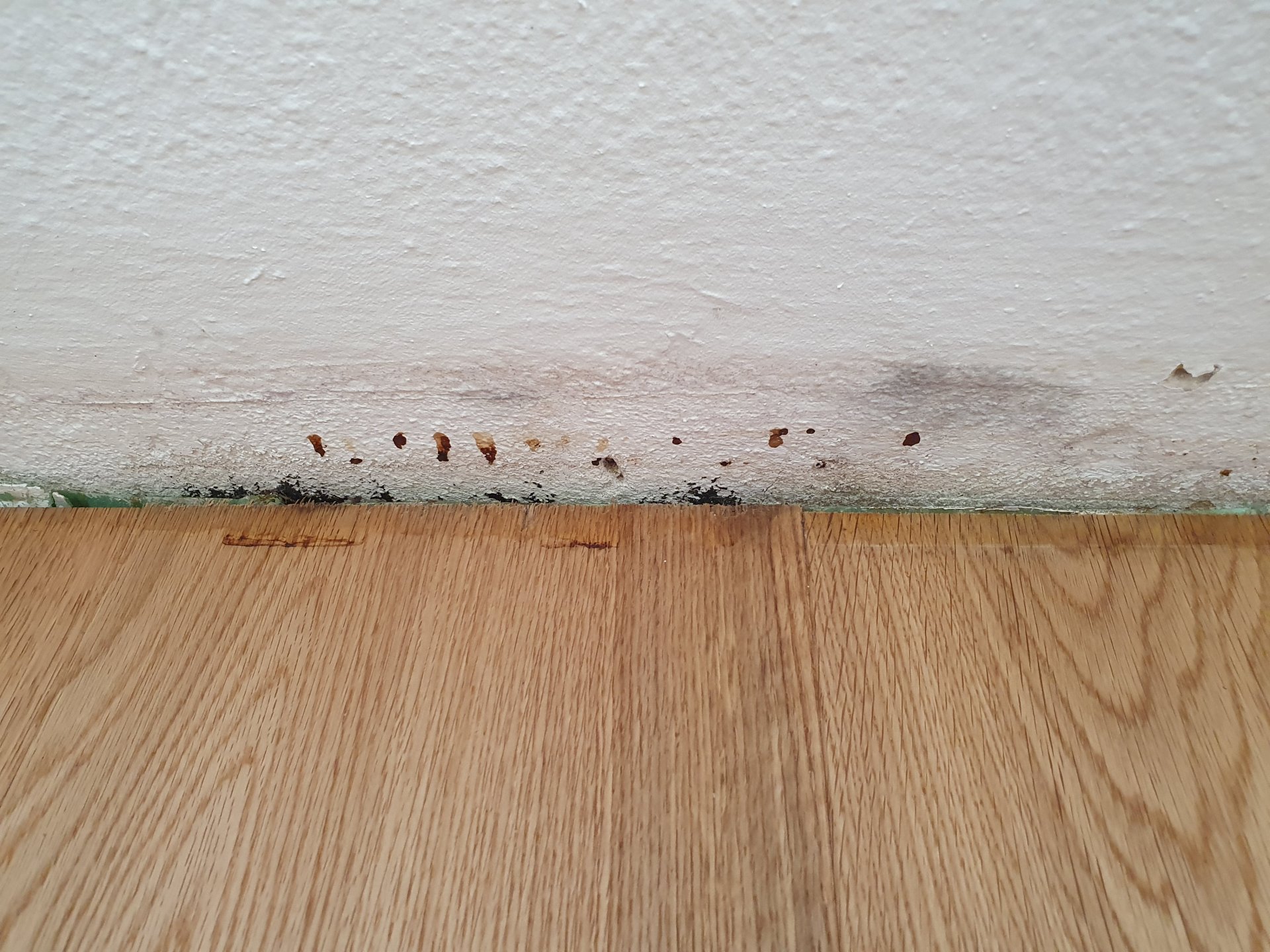 Feuchtigkeit hinter Sockelleiste ( Parkett )