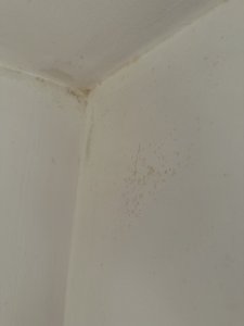 IMG_7965.jpeg