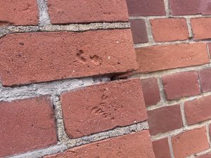 IMG_1217.jpeg