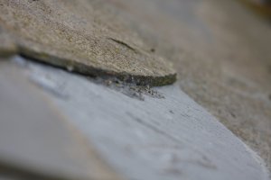 IMG_4336.JPG