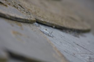 IMG_4337.JPG