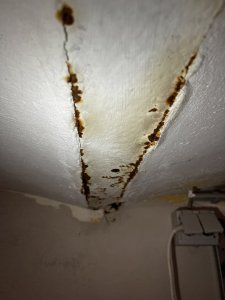 IMG_2101.jpeg