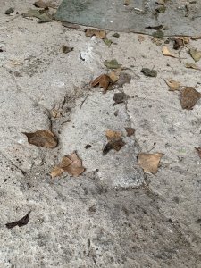 IMG_9534.jpeg