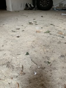 IMG_9536.jpeg