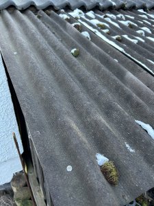 IMG_8265.jpeg