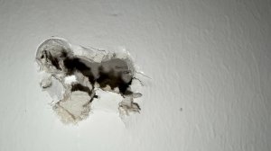 IMG_0528.jpeg