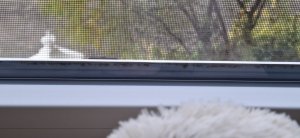Fenster 2.jpeg