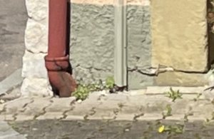 IMG_2951.jpeg