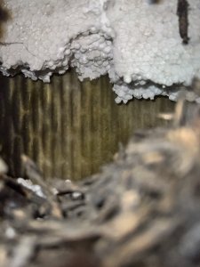 IMG_8316.jpeg