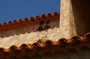 bienen.jpg