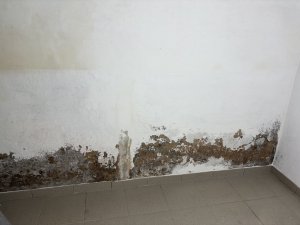 IMG_1066.jpeg
