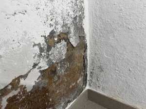 IMG_1068.jpeg