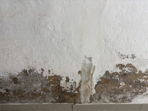 IMG_1069.jpeg