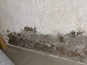 IMG_1070.jpeg
