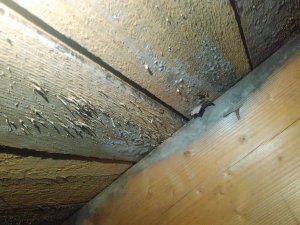 IMG_20250712_123818.jpg