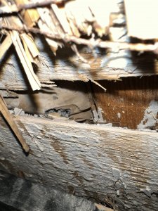 IMG_8716.jpeg