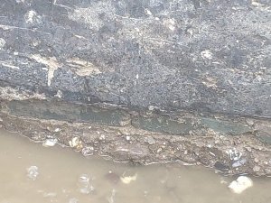 IMG_20250721_165532.jpg