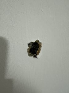 IMG_0552.jpeg