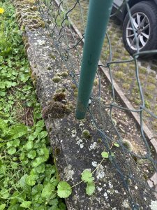 IMG_2455.jpeg