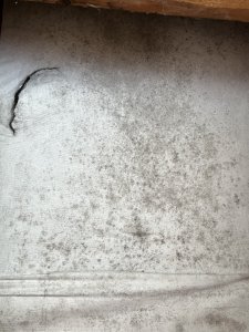 IMG_8954.jpeg