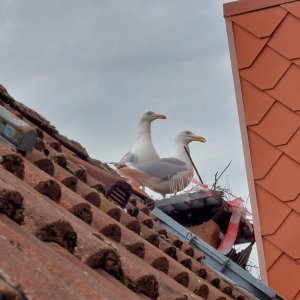 image.jpeg