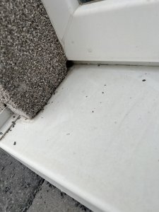 IMG_1921.jpeg
