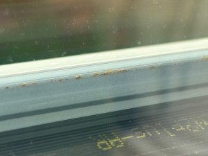 IMG_3952.jpeg
