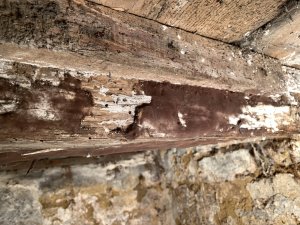 IMG_3876.jpeg
