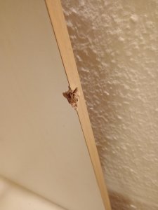 IMG_20251006_191306.jpg