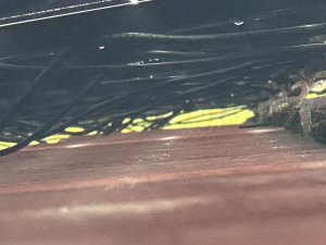 IMG_6917.jpeg