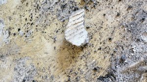 IMG_8355.jpeg