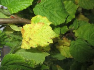 IMG_0988.jpg