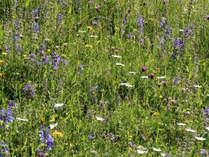 Blumenwiese.jpg