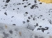 IMG_4470.jpeg