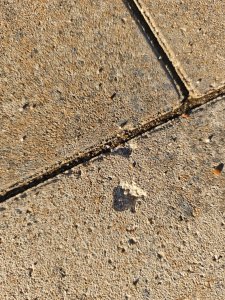 IMG_20261016_161806.jpg
