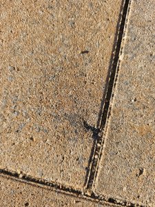 IMG_20261016_161749.jpg