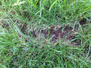 IMG_1151.jpg