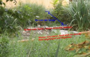 Blick von Strassenseite des Teichs.jpg