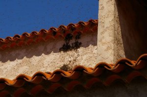 bienen.jpg
