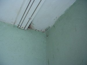doracuyu.wand 007.jpg