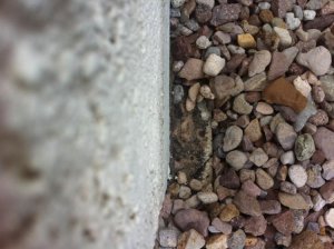 IMG_2927.jpg