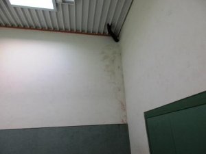 Dach7a.jpg