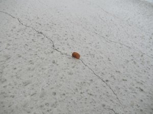 IMG_0532.jpg