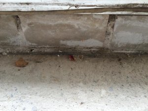 IMG_8365.jpg