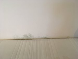 336F19E1-0DA1-44BB-9D64-AD98A09E15B1.jpeg