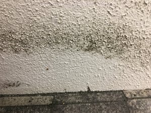 IMG_1790.JPG