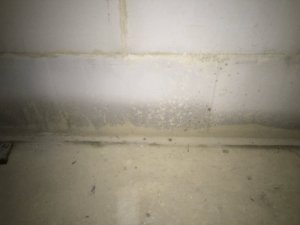IMG_5569.JPG