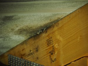 IMG_0315.jpg